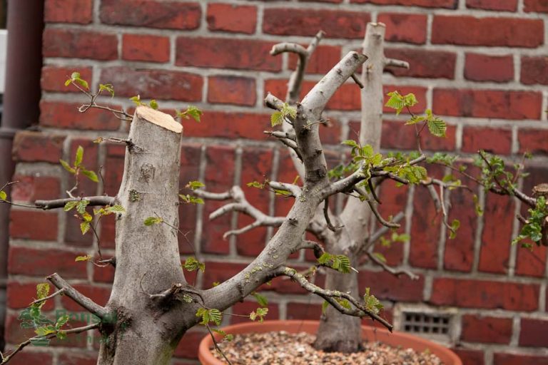 Bonsai uit zaad kweken Bonsai Techniek