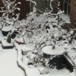 Winter in de bonsaituin