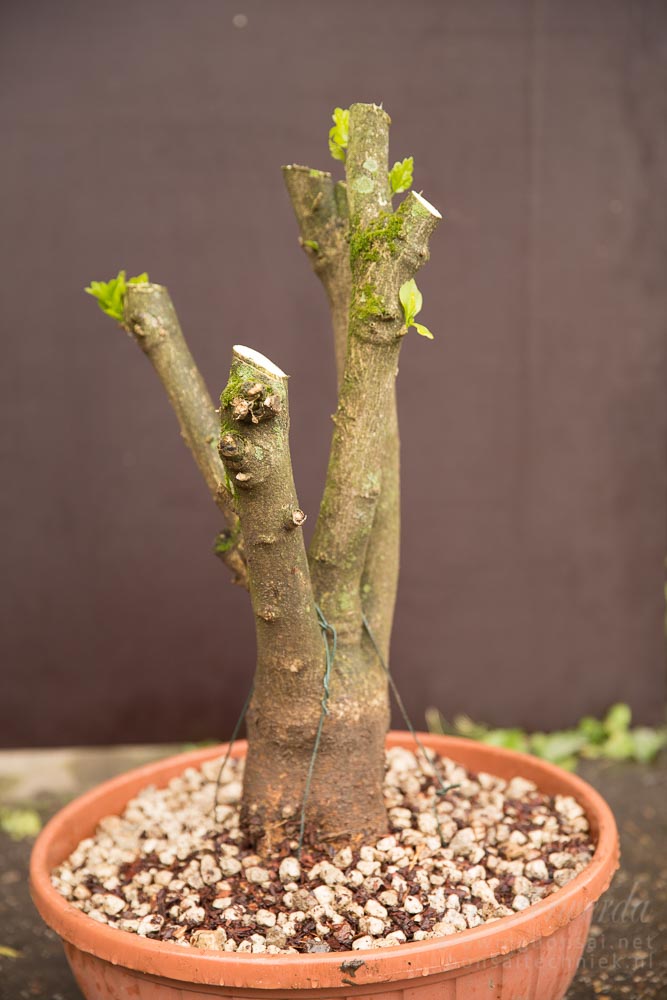 Hibiscus pre-bonsai opgepot