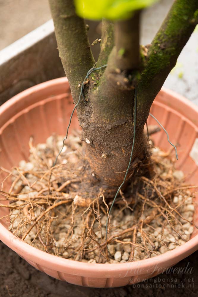 Hibiscus pre-bonsai in pot