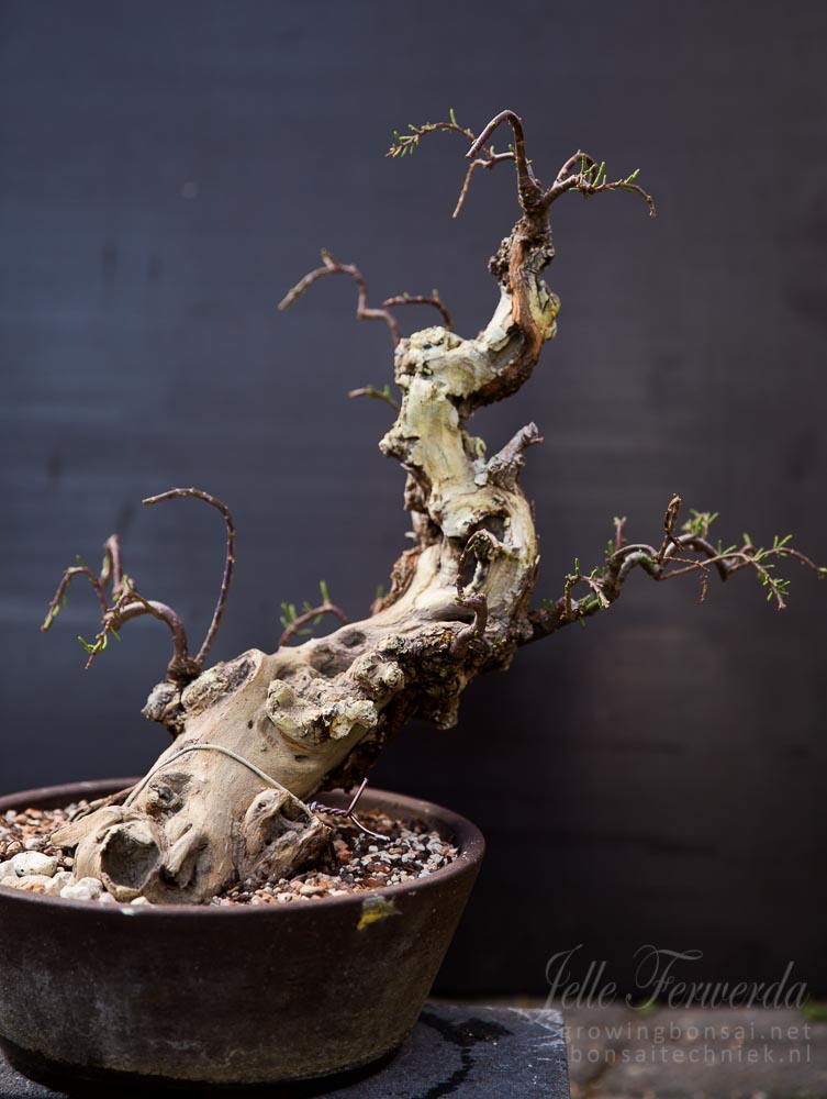 Tamarix bonsai meeste bast verloren