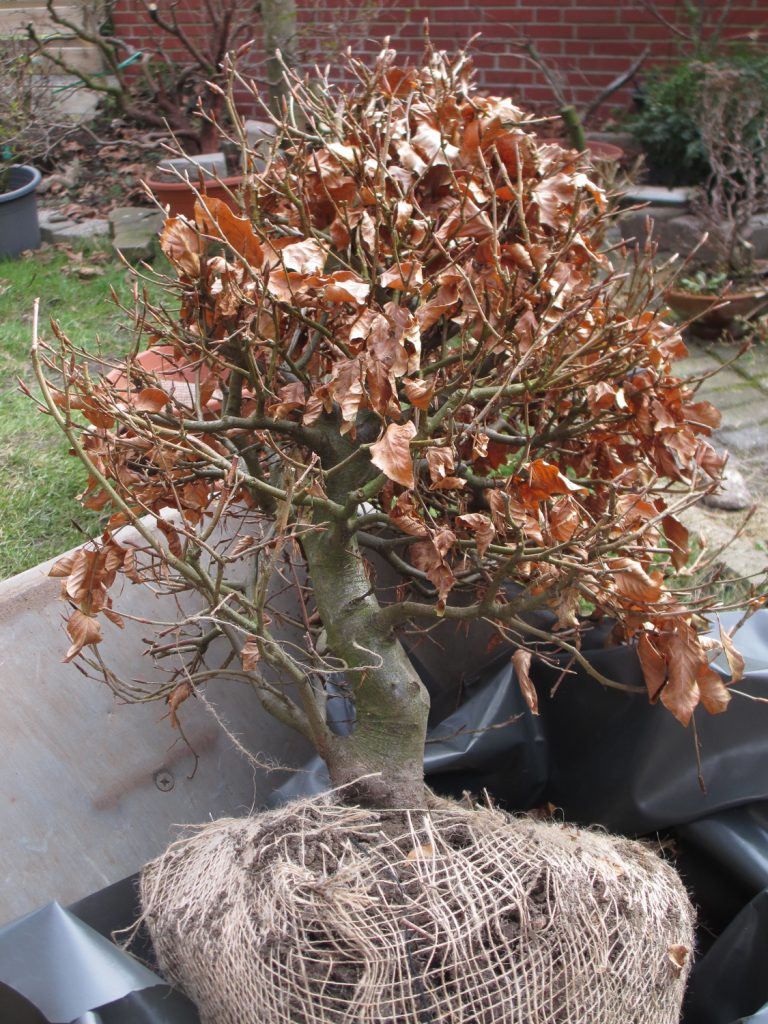 Pre-bonsai beuk