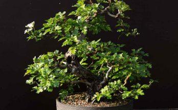 Meidoorn bonsai in bloei 2021