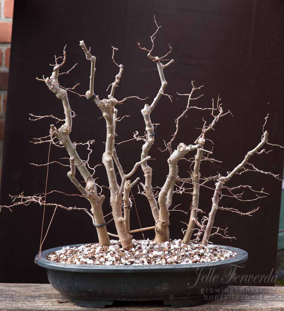 zelkova bonsai bos - na samenstellen