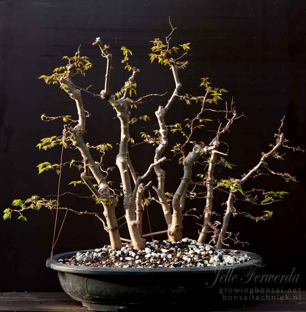 Zelkova bonsai bos - eerste uitloop