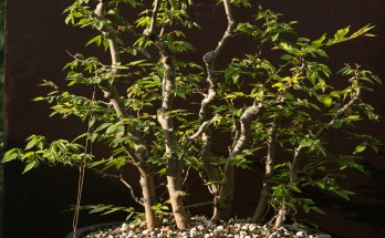 Zelkova bonsai bos - eerste zomer