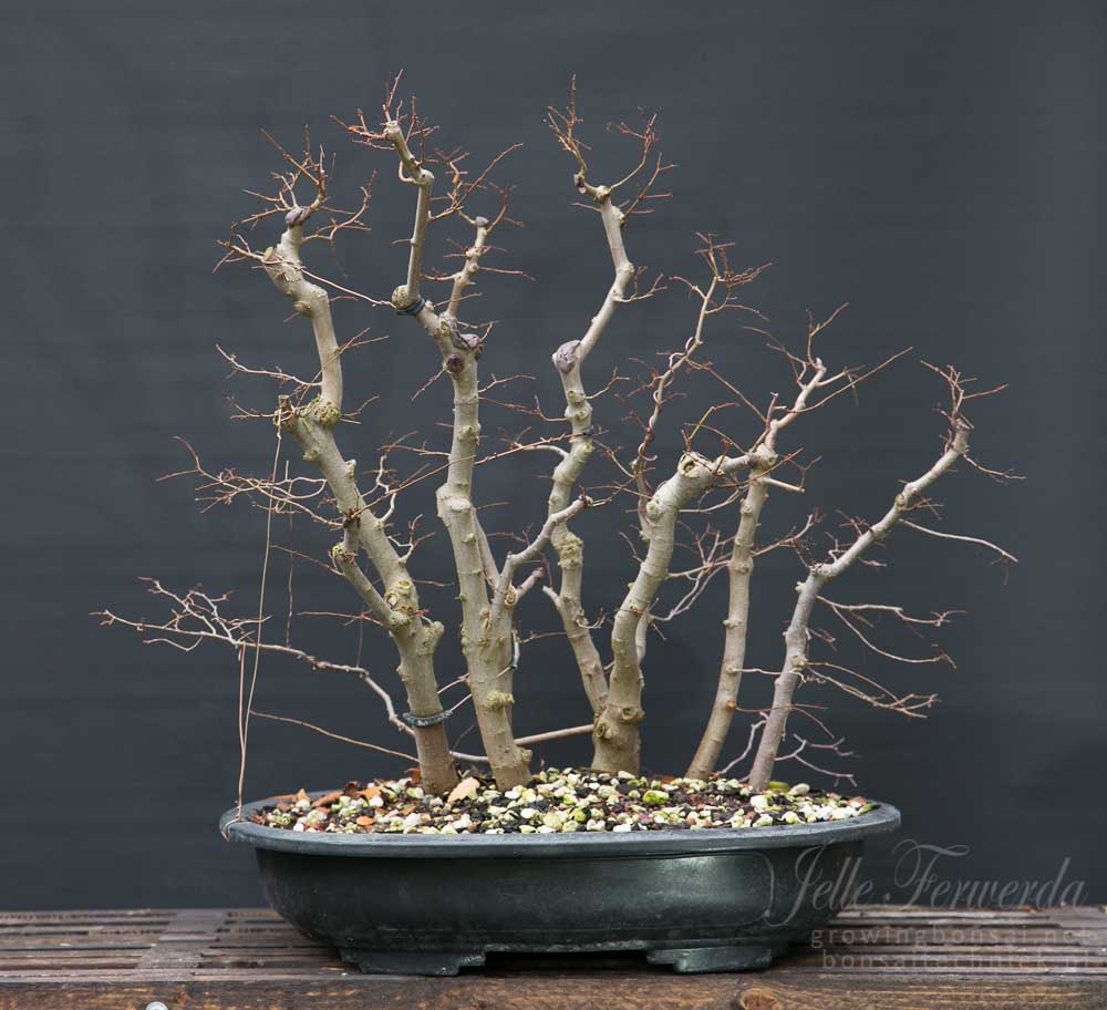 zelkova bonsai bos - Jaar 1