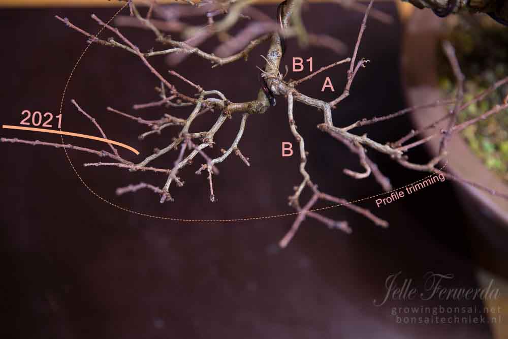 Larix bonsai tak voor opschonen