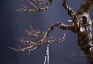 Larix bonsai tak naar binnen groeiend