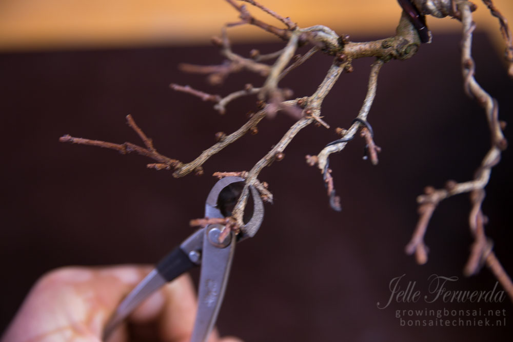 Larix bonsai splitsingen terug naar 2 takken