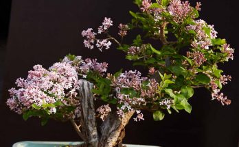 Sering bonsai in volle bloei